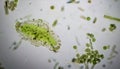 Exploring unseen life forms through the
