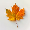 Exploring the Vibrant Palette of Canadian Maple Leaves: A Visual