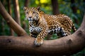 Exploring the world of jaguars