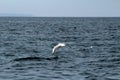 Flying bird almost touching the waves of the river, Kerala backwaters Royalty Free Stock Photo