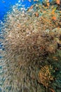 An explosion of glassfish