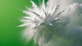 Explosive white powder blast on green background. Royalty Free Stock Photo