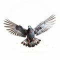 Explosive Wildlife: Pigeon Flying On White Background