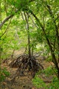 Exposed aerial stilt roots of Rhizophora sp. mangrove tree in a riverine tropical mangrove forest Royalty Free Stock Photo