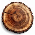 Exposed Brown Tree Rings on White Wood Surface Trunk Cross Section Royalty Free Stock Photo