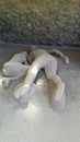 Exposed dead people covered with volcanic ash