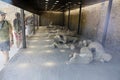 Exposed dead people covered with volcanic ash in the Pompeii museum