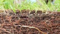 Exposed grass roots and soil Royalty Free Stock Photo