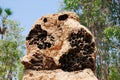 The Exposed Honeycomb Pattern Of A Termite Mound Royalty Free Stock Photo