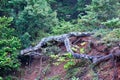 Exposed Lichen Covered Pine Tree Roots, Greek Mountains Royalty Free Stock Photo