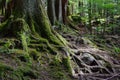 Exposed moss covered roots and tree trunks Royalty Free Stock Photo