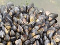 Exposed mussels on a rock at low tide Royalty Free Stock Photo