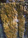 Yellow lichen growing on an Exposed Rock Face in an Old Railway Cutting at Balmoral Beach Sydney New South Wales Australia Royalty Free Stock Photo