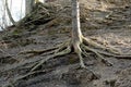 Exposed roots