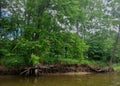 Exposed Roots Along the Nith River Royalty Free Stock Photo