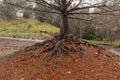 Exposed roots of deciduous tree