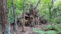 Exposed roots of a fallen tree with soil particles and moisture in a shaded woodland. Root system of a fallen tree, fallen tree in Royalty Free Stock Photo