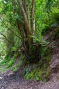 Exposed roots of a giant tree in the rainforest with ivy and ferns Royalty Free Stock Photo