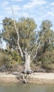 Exposed Roots Gumtree Australia