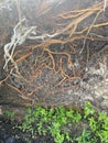 Visible roots on a fallen tree Royalty Free Stock Photo