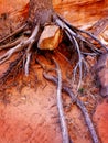Exposed Roots of Pine Tree Clinging to Ground Big Rock