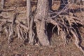 Exposed roots on the shores of Lake Allatoona in the Wintertime after drainage.