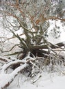 Exposed roots of a tree Royalty Free Stock Photo