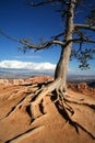 Exposed Roots Tree at Rim of Bryce Canyon Royalty Free Stock Photo