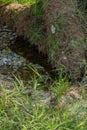 Exposed roots of tree uprooted by flooding Royalty Free Stock Photo