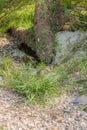 Exposed roots of tree uprooted by flooding Royalty Free Stock Photo