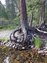 Exposed roots. Tree by waters Edge. Royalty Free Stock Photo