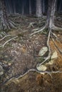 Exposed Scots Pine roots at Abernethy Caledonian forest in Scotland.