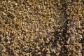 Barnacles and Mussels at Low Tide