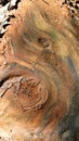 Exposed tree root detail
