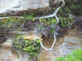 Exposed Tree Root on Sandstone Cliff