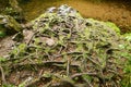 Exposed tree roots at Aira Falls, in the Lake District, England.