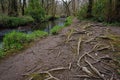 Exposed tree roots along a river bank.