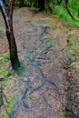 Exposed tree roots on Scottish island Royalty Free Stock Photo