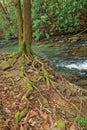 Exposed tree roots alongside a creek Royalty Free Stock Photo