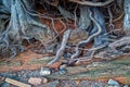 Exposed tree roots closeup Royalty Free Stock Photo