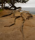 Exposed tree roots at the coast Royalty Free Stock Photo