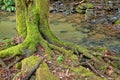 Exposed tree roots covered with moss Royalty Free Stock Photo