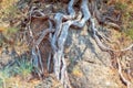 Exposed tree roots Royalty Free Stock Photo