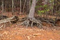 Exposed tree roots from erosion Royalty Free Stock Photo