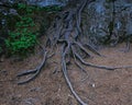 Exposed tree roots on the ground Royalty Free Stock Photo