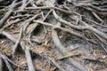 Exposed tree roots on the ground Royalty Free Stock Photo