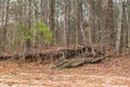 Exposed tree roots on the shoreline Royalty Free Stock Photo