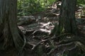 Exposed tree roots in a Minnesota Forest Royalty Free Stock Photo