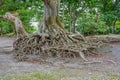 Exposed tree roots Royalty Free Stock Photo