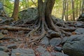 Exposed tree roots closeup